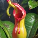 Exotic Pitcher Plant