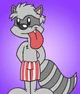 Boxer the raccoon 