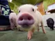 Pig cafe 