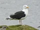 Black-backed Gull