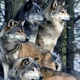 Wolf Pack