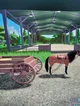 Cart horse