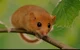 Hazel Dormouse