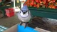 Petting Blue Jay
