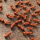 Fire ants 