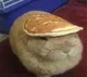 Pancake bunny