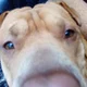 Blop