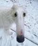 Borzoi skinwalker