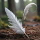 Magic feather 