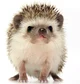 Hedgehog 