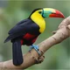 Keel-Beaked Toucan