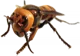 Asian Giant Hornet