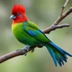 Red-Crested Turaco