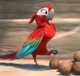 Lady Scarlet Macaw
