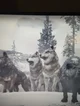 Wolf pack