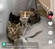 Kittens and mom