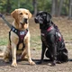 Your 2 service dogs