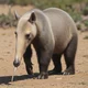 Anteater 