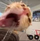 Funny meme cat