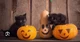 Halloween kittens