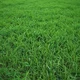 Grass