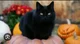 Halloween cat