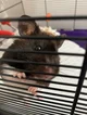 Hamster