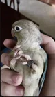 Green cheek conure