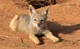 Jackal puppy