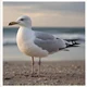 Seagull