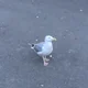 Gender Envy Seagull