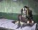 Jotaro Kujo