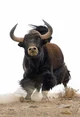 Yak