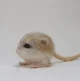jerboa