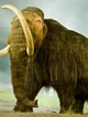 Wooly mammoth