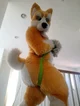 Kyo husky Fursuit 