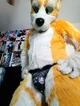 Kyo husky Fursuit 