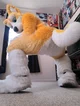 Kyo husky Fursuit 