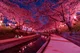 Cherry Blossom Walk