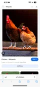 Chicken