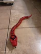 Devil snake