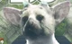 Trico - Toriko