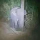 Baby elephant 