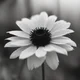 Colorless Flower