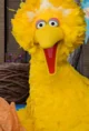 Big Bird