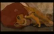 Mufasa Death AU