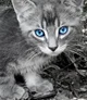 Silverpelt