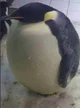 Fat Penguin