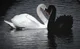 Black swan and white