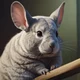 Talking Chinchilla 